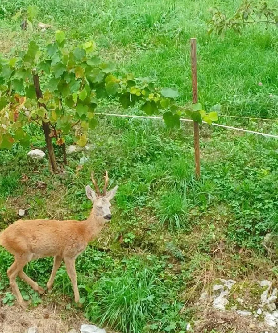 B&B La Corte Del Segrino Canzo